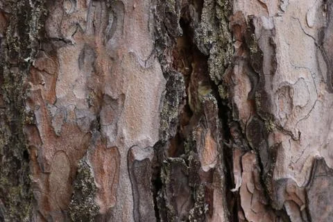 Natural bark background or texture. Pine tree. Abstract pattern. Stock Photos