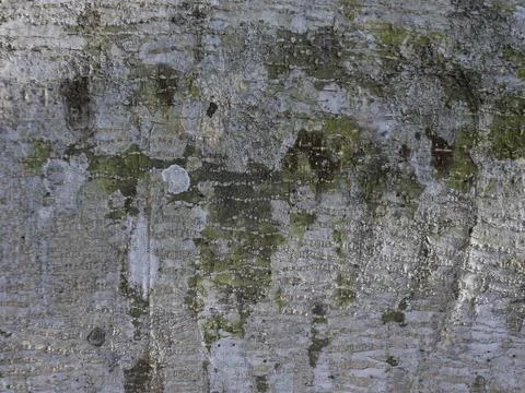 Natural Bark Pattern 库存照片