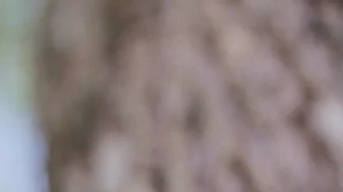 Natural bark patterns of a tree Video stock 89778802