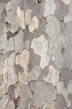 Natural bark Stock Photos