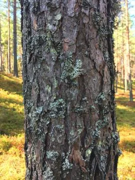 Natural Bark of Pine Tree in summer forest Stock Photos