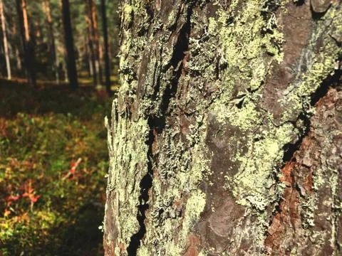 Natural Bark of Pine Tree in summer forest Stock Photos