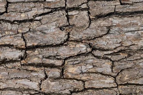Natural bark texture background material Stock Photos
