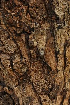 Natural bark texture in the forest for background used Stock Photos