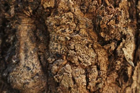 Natural bark texture in the forest for background used Stock Photos