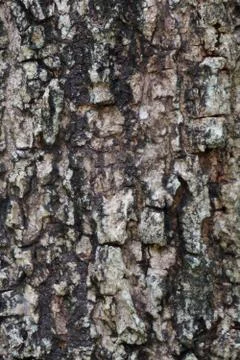 Natural bark texture in the forest for background used Stock Photos