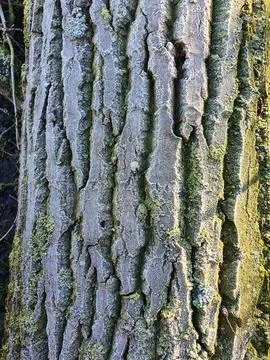 Natural Bark Texture with Vertical Ridges and Green Accents Foto stock