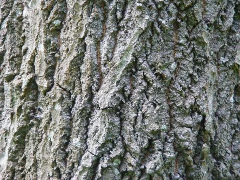 Natural bark of the tree asp Foto stock