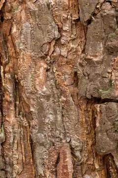 Natural bark of a tree closeup Stock Photos