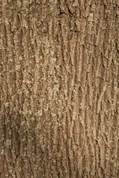 Natural bark of tree texture close - up Foto stock