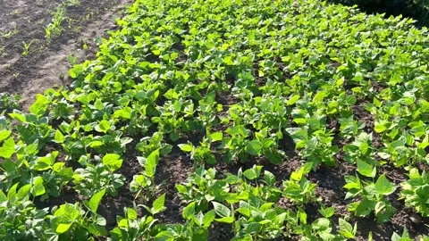 Natural beans grow in the garden Stock Footage 200567896