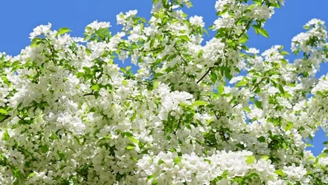 Natural beautiful background, fruit tree blossom. Blooming spring apple tree Stock Footage 233593713