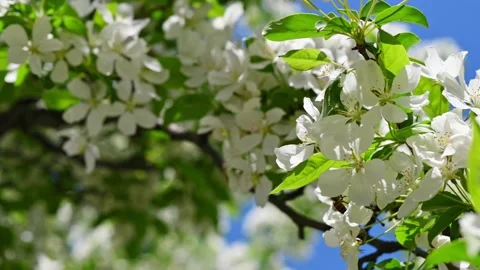 Natural beautiful background, fruit tree blossom. Blooming spring apple tree Видео 233594026