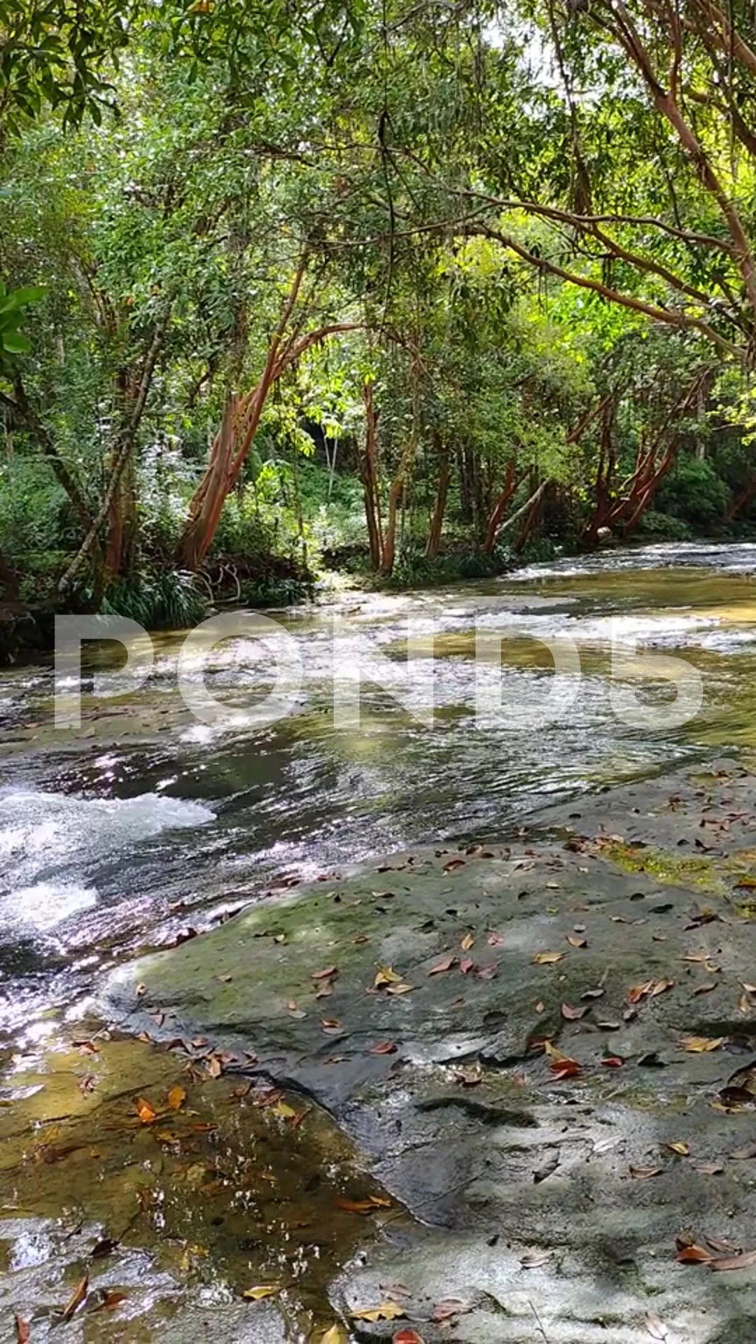 Beautiful Clear River In Forest, Wild Forest River In Spring