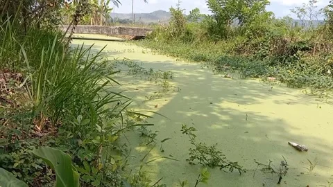 The natural beauty of the calm pool surface. Stock Footage 337288340