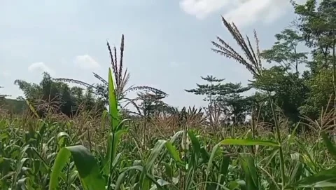 Natural beauty with fertile corn plants. Stock Footage 335771253