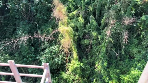 Natural beauty from inside the train to outside Stock Footage 323357632