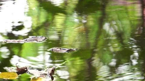 The natural beauty of the leaves float on the water Vídeos de archivo 106889417
