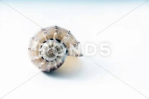 The Natural Beauty of a Seashell Stock Photos