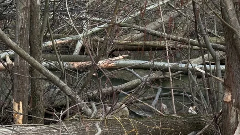 Natural beaver build dam on river, Switzerland countryside forest nature Video stock 321727868