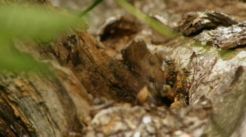 Natural Bee Hive w/ Sound Stock Footage