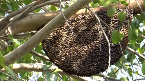 A natural beehive Stock-Footage 22474708