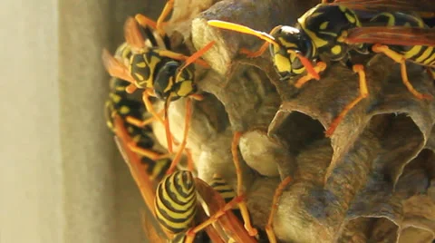 Natural beehive Video stock 27891397