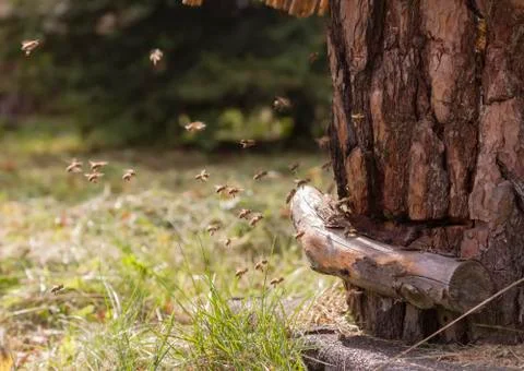 Natural beehive Stock Photos