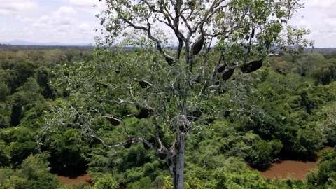 Natural beehives in tree Stock Footage 203747830