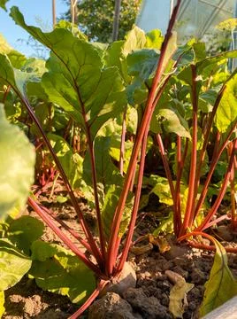Natural beets on a bed in the ground Stock Photos
