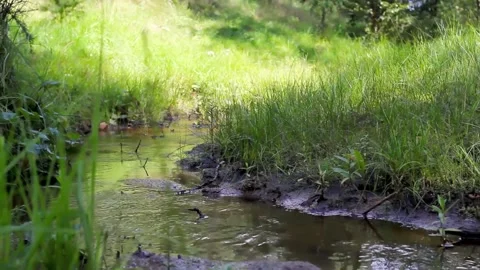 Natural bend of stream between hills with dense lush grass and summer sunlight Video stock 148044537