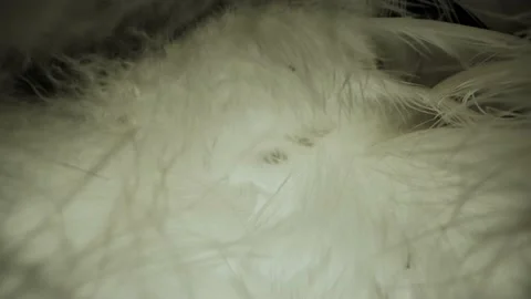 Natural bird feathers and down close-up. Video stock 155124731