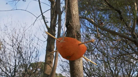 Natural bird feeder hanging from a tree Stock Footage 168182927