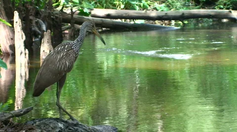 Natural Bird Stock Footage 534575