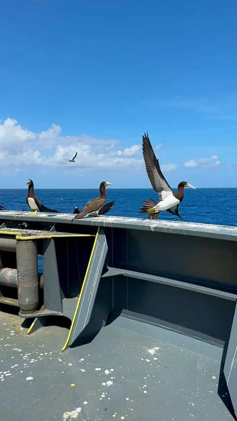 Natural bird movement Stock Footage 335797973