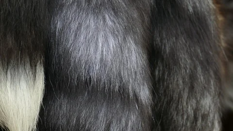 Natural black fox fur background Vídeo Stock 100053773