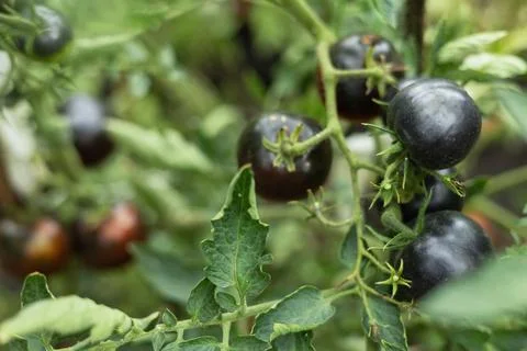 Natural black tomato grows in farm garden greenhouse 스톡 사진