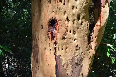 Natural bleeding from the bark of a tree Stock Photos