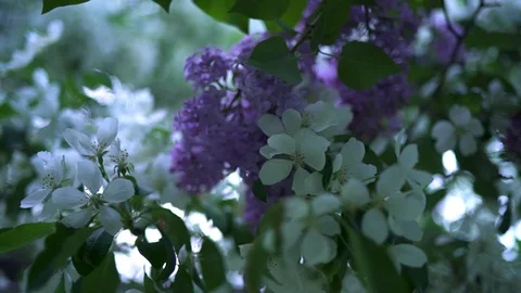 Natural blooming white Apple tree with green leaves. Stock footage. Beautiful Stock Footage 105986432
