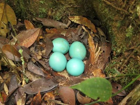 Natural Blue Eggs In Nest Venezuela Stock Photos