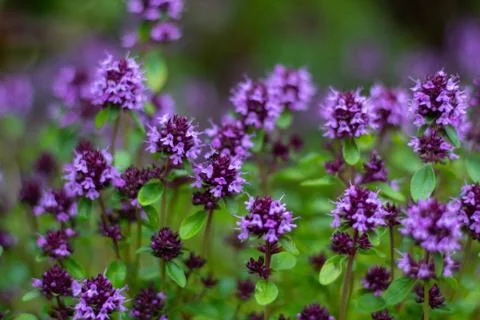 Natural blurred background of garden flowers lilac shades. Stock Photos