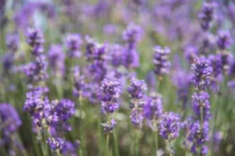 Natural blurred background. Stock Photos