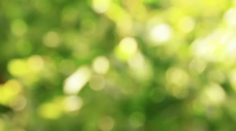 Natural Bokeh 1 스톡 동영상 32451043