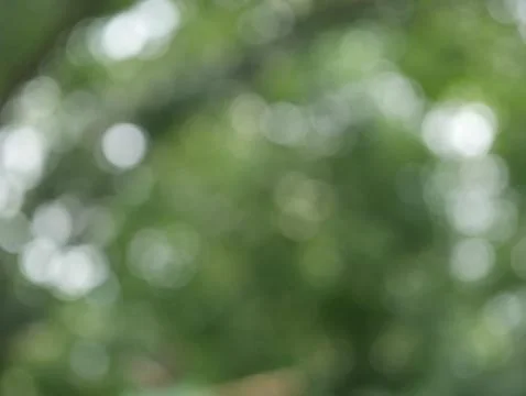 Natural bokeh background Blurred out of focus Stock Photos