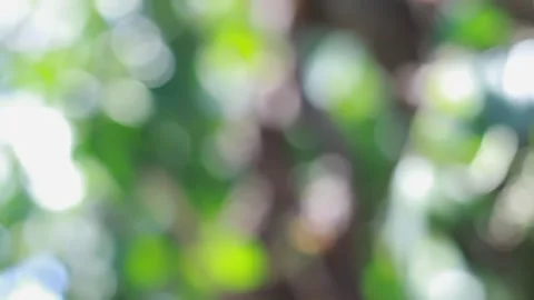 Natural bokeh background Stock Footage 241060712