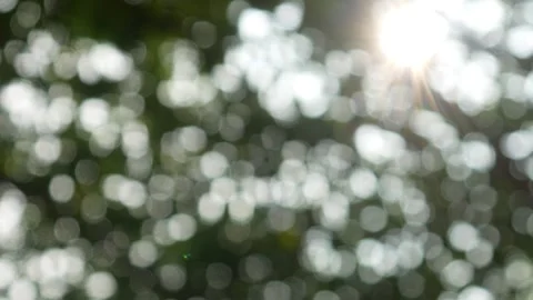 Natural bokeh background with sunlight. Blurred trees. Abstract nature blur Stock Footage 312904500