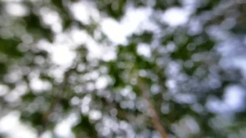 Natural Bokeh background on trees. blur on nature trees Stock Footage 285435419