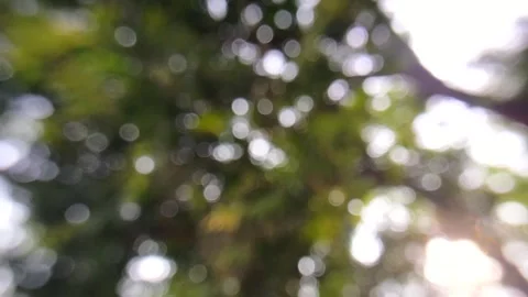 Natural Bokeh background on trees. blur on nature trees Stock Footage 285435420