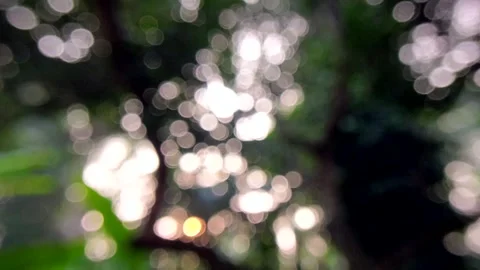 Natural Bokeh background on trees. blur on nature trees Stock Footage 285435450