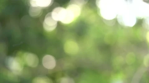 The natural bokeh created by the sunlight passing through the afternoon trees Stock Footage 132334149